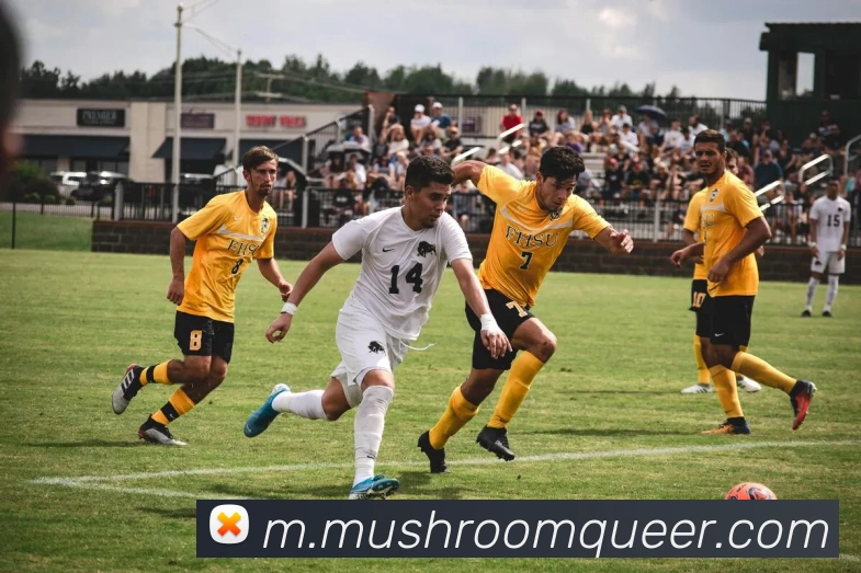 星空网官网登录入口平台生态图